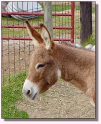 My World Strawberry Shortcake