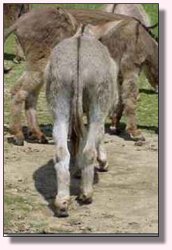 My World Sneaky Pete