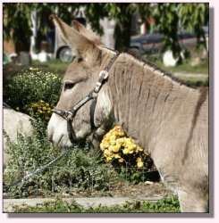 My World Sneaky Pete