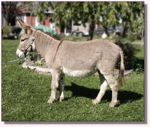 My World Sneaky Pete