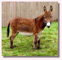 Miniature Donkey My World Tyler (aka Squeak - 9226 bytes)