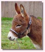 Miniature Donkey My World Tyler (aka Squeak - 7130 bytes)