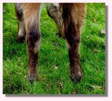 Miniature Donkey My World Tyler's Rear Shot (aka Squeak - 11,673 bytes)