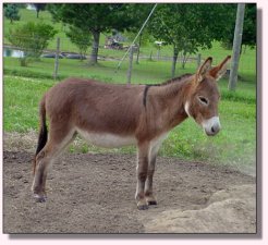 My World Strawberry Shortcake