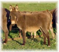 Sugar Bear, brown miniature jennet for sale (10,940 bytes)
