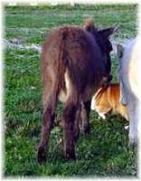 Sugar Bear, brown miniature jennet for sale (8239 bytes)