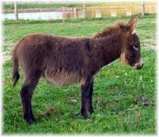 Sugar Bear, brown miniature jennet for sale (12,335 bytes)