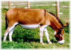 Miniature Donkey PGF Sweet Valentine (10,197 bytes)