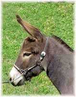 Miniature Donkey My World Tabetha (6316 bytes)