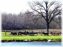 The Race (10,190 bytes)