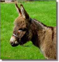 My World Tinker Toy (10,648 bytes)