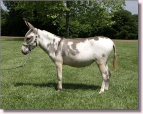 Ma & Pa's Tootsie Roll