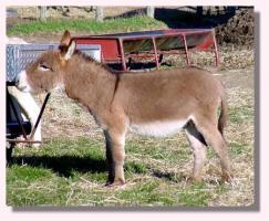 My World Trevor, ask Booger (13,453 bytes)