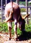 Miniature Donkey My World Vincent (4227  bytes)
