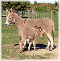 My World Wiggles (10,536 bytes)