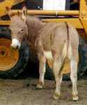 Miniature Donkey My World Winston (3688  bytes)