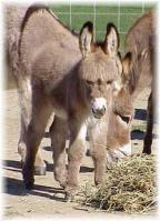 My World Zena, Warrior Princess (7905 bytes)