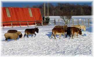 The Boys (10,573 bytes)