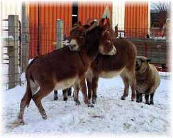 Buddies (8337 bytes)