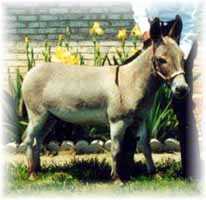Miniature Donkey My World Dodger (7,246 bytes)
