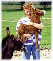 Miniature Donkey My World Red Dream & Me! (6578  bytes)