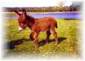Miniature Donkey My World Dream (7803  bytes)