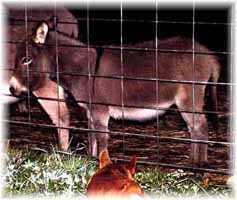 Miniature Donkey My World Esmerelda (9368  bytes)