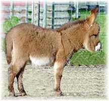 Miniature Donkey My World Mercedes (7895  bytes)