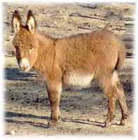 Miniature Donkey My World Mercedes (9020  bytes)